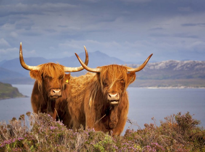 018_Royal Scotsman - Schottische Rinder - adrianpluskota Adobe Stock - Lernidee Reisen - Schoene Aussichten Touristik